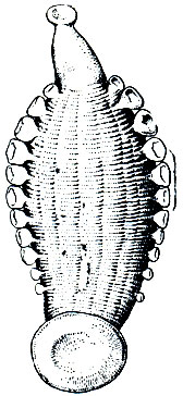 . 297.   (Trachelobdella sinensis)