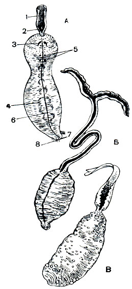 Рис. 304. Представители класса эхиурид. А - Echiurus echiurus: 1 - хобот; 2 - придаток хобота; 3 - брюшные щетинки; 4 - петли кишечника, просвечивающие сквозь стенку тела; 5 - половые отверстия; 6 - брюшная медиальная линия; 7 - анальное отверстие; 8 - анальные щетинки; Б - Bonellia viridis; В - Thalassema gigas