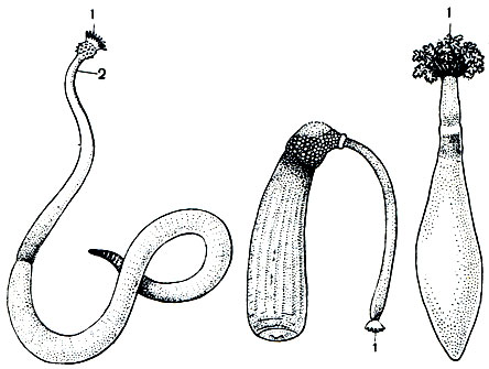 Рис. 305. Представители класса сипункулид: Слева направо: Golfingia vulgare; Aspidosiphon steenstrupii; Dendrostomum pyroides. 1 - венчик щупалец вокруг ротового отверстия; 2 - хоботок