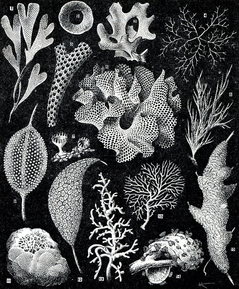 Рис. 307. Мшанки: 1 - Flustra foliacea (северные и дальневосточные моря, очень обычен в Белом море); 2 - Alcyonidium disci-forme (северные и дальневосточные моря); 3 - Parella sp.; 4 - Frederieella sultana (пресные воды); 5 - Meniреа zelandica; 6 - Retepora cellulosa (северные и дальневосточные моря); 7 - Defrancia lucernaria (северные моря); 8 - Eucrata loricata (северные и дальневосточные моря); 9 - Australella indica (другая форма колонии этого вида - на рис. 15); 10 - Ногпега lichenoides (северные и дальневосточные моря); 11 - Membranipora sp. (все моря); 12 - Pectinatella sp.; 13 - Alcyonidium gelatinosum (северные и дальневосточные моря); 14 - Cristatella mucedo (пресные воды); 15 - Australella indica (пресные воды Южно-Уссурийского края)