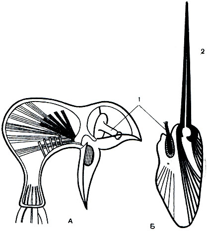Рис. 310. Особенности строения морских мшанок: А - авикулярия морской мшанки с открытой 'нижней челюстью'. Черным показаны мышцы, захлопывающие 'челюсть'. Б - вибракулярий морской мшанки. Виден жгут (2) с двигающими его мышцами. Слева - чувствующий шпенек (1)
