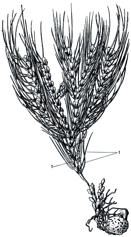 Рис. 311. Uschakovia gorbunovi. В нижней части колонии видны измененные особи без щупалец (1) содержащие запасы питательных веществ
