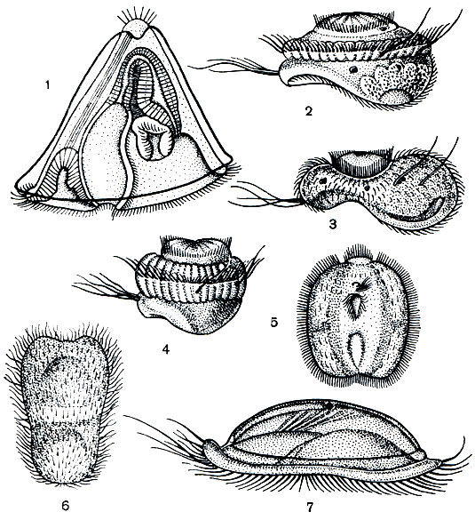 Рис. 313. Личинки различных морских мшанок: 1 - Cyphonautes; 2 - Microporella ciliata; 3 - Hippotoa hyalina; 4 - Porella concinea; 5 - Bowerbankia pystolosa (вид спереди); 6 - Crisia eburnea; 7 - Flustrella hispida