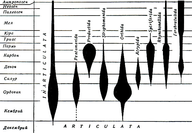 Рис. 320. Геологическая история плеченогих. Видно большое разнообразие групп в палеозое и постепенное уменьшение их к современной эпохе