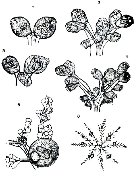 Рис. 102. Развитие и строение колонии Zoothamnium arbuscula: 1-4 - последовательные стадии развития (2-, 4-, 8- и 16-клеточные стадии); 5 - небольшой участок колонии с микрозоидами и двумя макрозондами; один макрозоид в начале роста, второй выросший, готовый к отделению от колонии; 6 - схема расположения девяти ветвей колонии, видны места образования макрозоидов