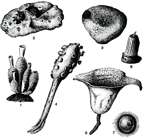 Рис. 132. Колониальные и вторичноодиночные губки: 1 - колония с хорошо обособленными особями (Sycon cilia turn); 2 - аморфная колония с крайней степенью слияния особей (Муcale ochotensis); 3-5 - высокоиндивидуализированные колонии губок (Geodia phlegraei, Chondrocladia gigantea, Semisuberites arctica); 6, 7- вторичноодиночные губки (Tentorium semisuberites, Polymastia hemisphaericum)