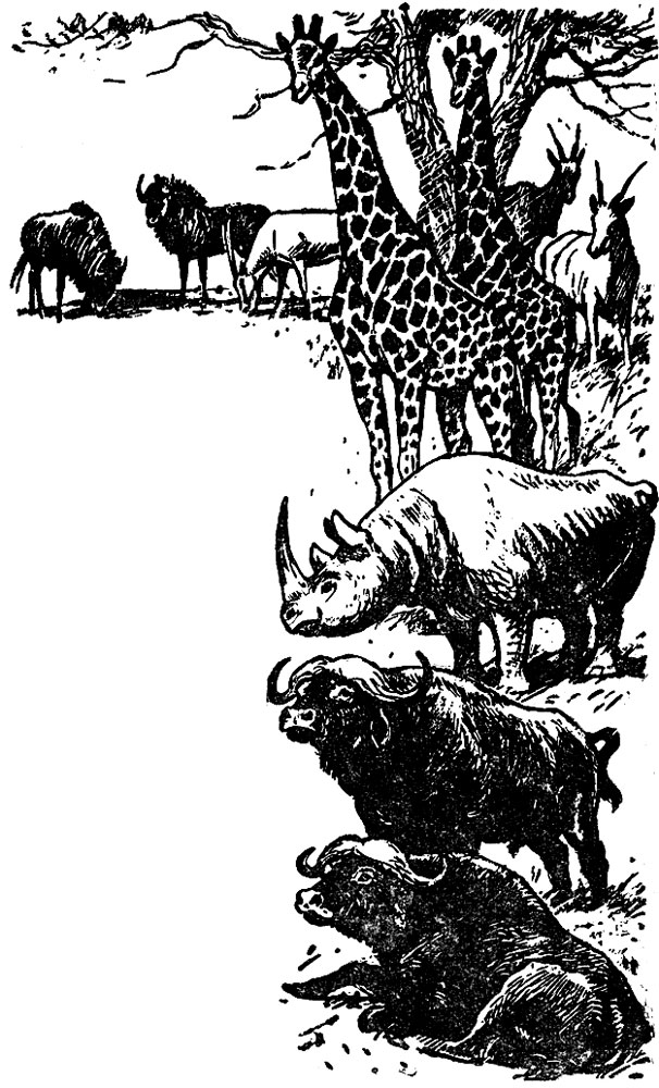 Опись каравана животных
