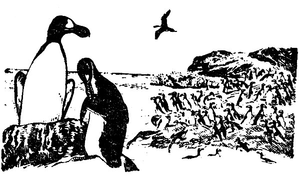   (Pinguinnus impennis)