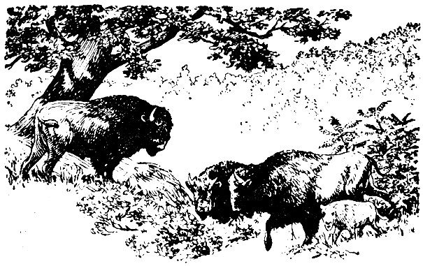   (Bison bison pennsylvanicus)