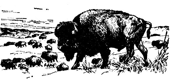   (Bison bison bison)