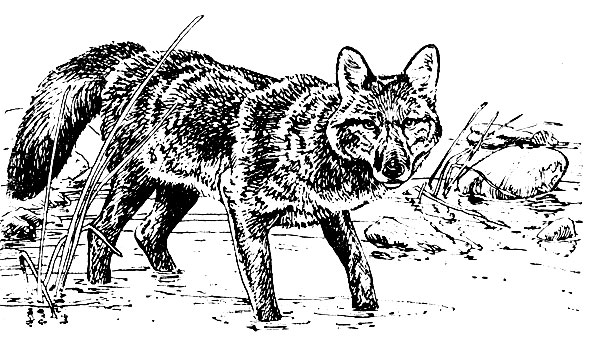   (Canis niger)