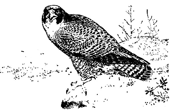 Caa (Falco peregrinus)