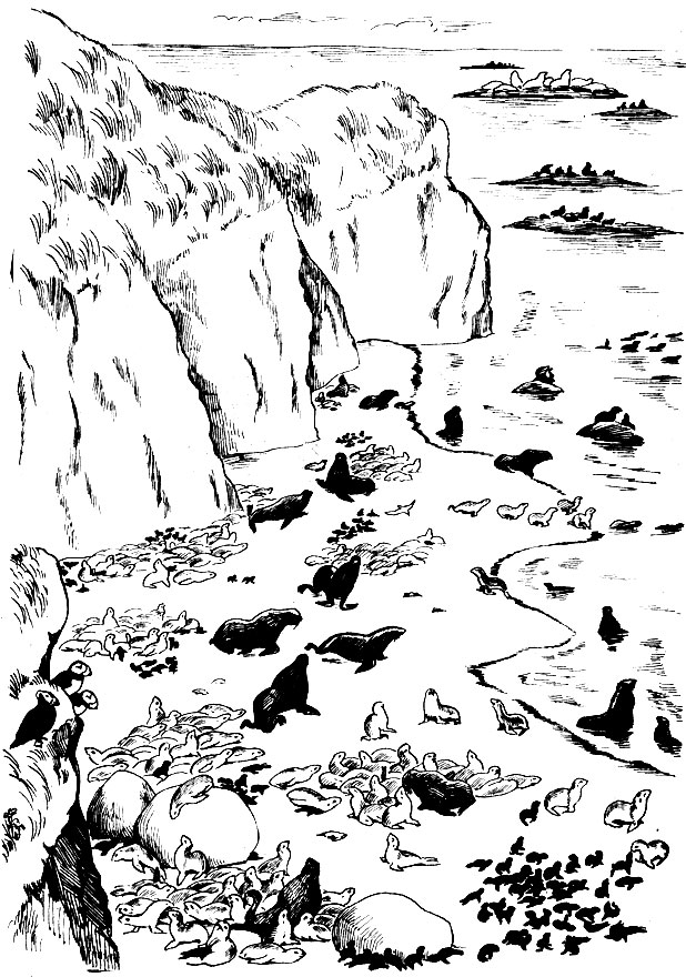 Окраинный участок северо-западного лежбища котиков на острове Беринга. В результате многолетнего промысла самцов на мелководье мало. В отличие от центральной части лежбища хорошо видны границы 'гаремов'. Светлые звери - самки, черные - детеныши. Секачи выделяются крупными размерами. Видны 'детские сады'; в центре три секача-соседа нападают на самца-пришельца; дальше - группа уходящих в море самок; на заднем плане - звери на 'рифах': темные котики и светлые сивучи. Слева на скалах - топорок и две ипатки