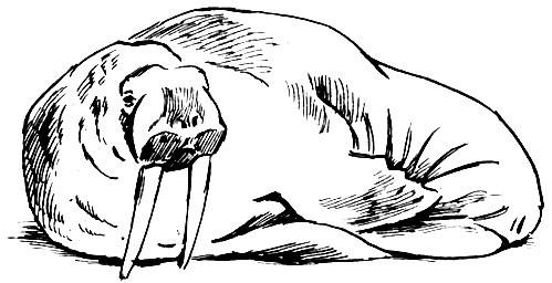 Одиночно лежащий морж складывает ласты вместе