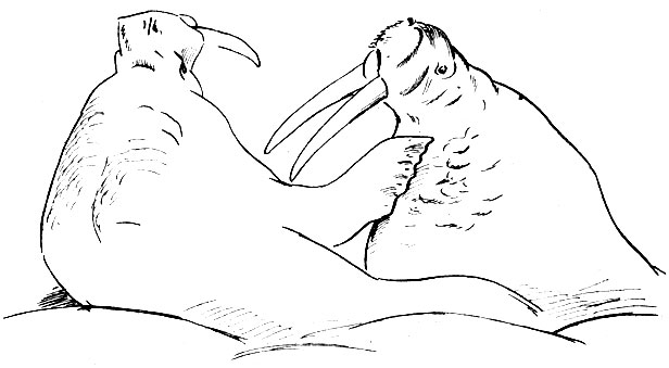 Лежащий морж пытается остановить наступающего, упираясь ему ластом в грудь