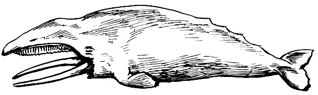 Детеныш серого кита - жертва косаток