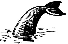 Косатка, уходя в глубину, хлопает хвостом по воде