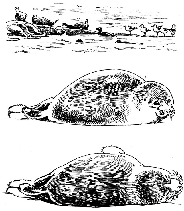 Тюлени и чайки на лежбище