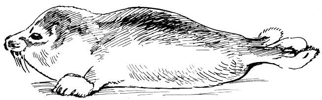 Сиварь - детеныш каспийского тюленя после первой линьки
