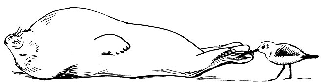 Куличок-песчанка чистит ласты тюленю