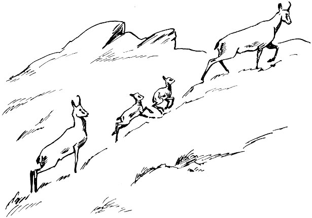 Серны, идущие по склону