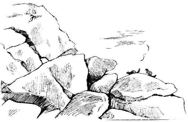 Длиннохвостые суслики в камнях