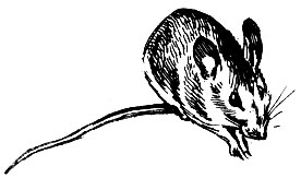Лесная мышь