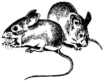 Домовая (справа) и лесная (слева) мыши сидят рядом