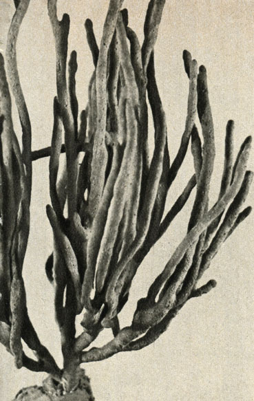     Dactylochalina lindrica