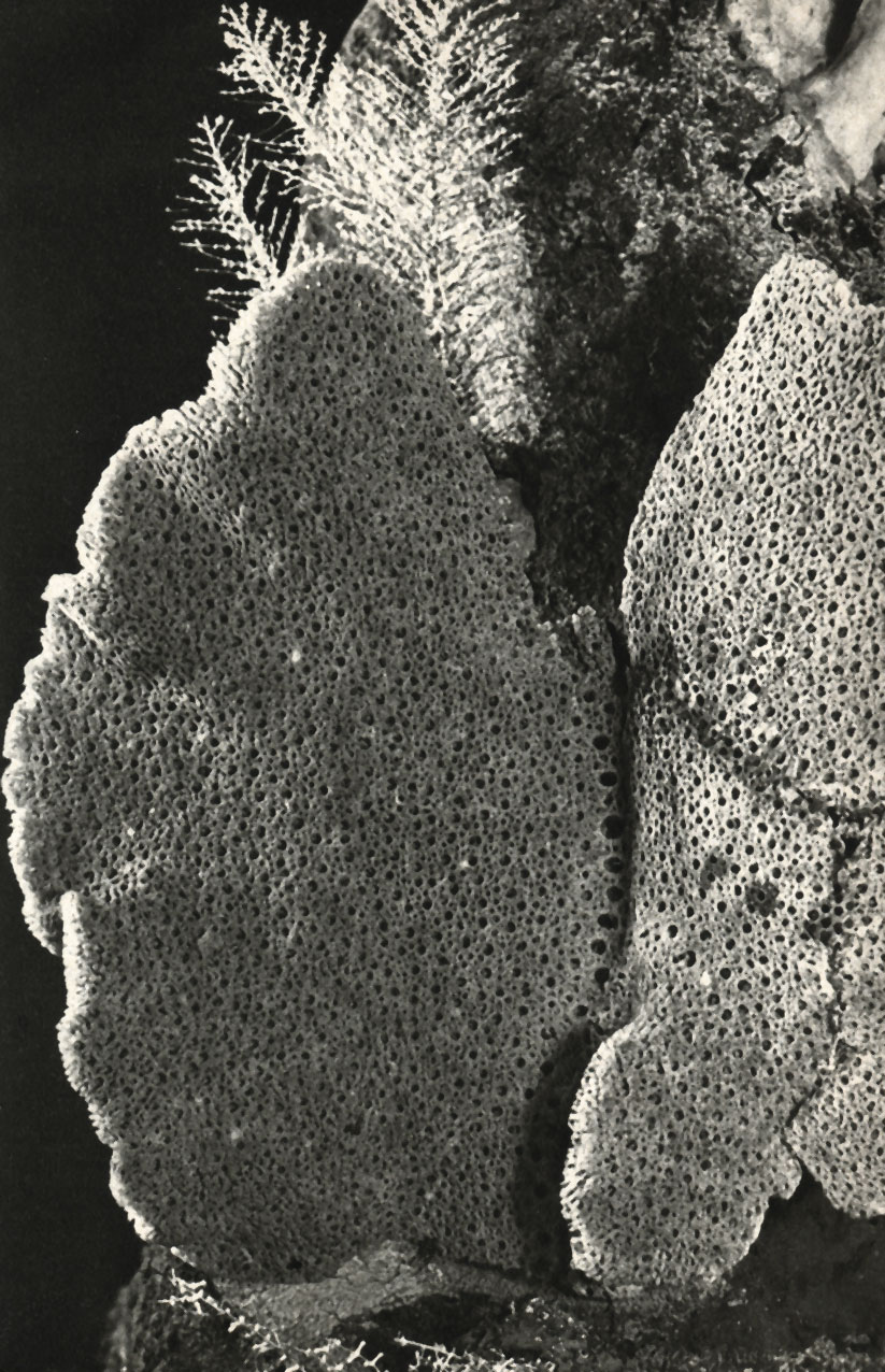   Hexactinella ventilabrum