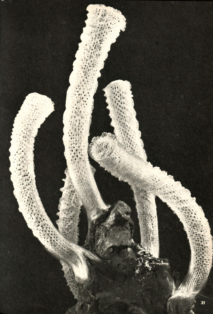   (Euplectella aspergillum)