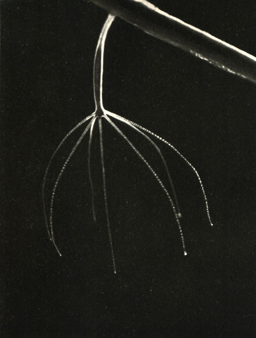 ,  ,  (Corallium rubrum)
