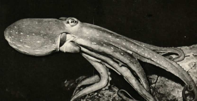 ,    (Octopus vulgaris)