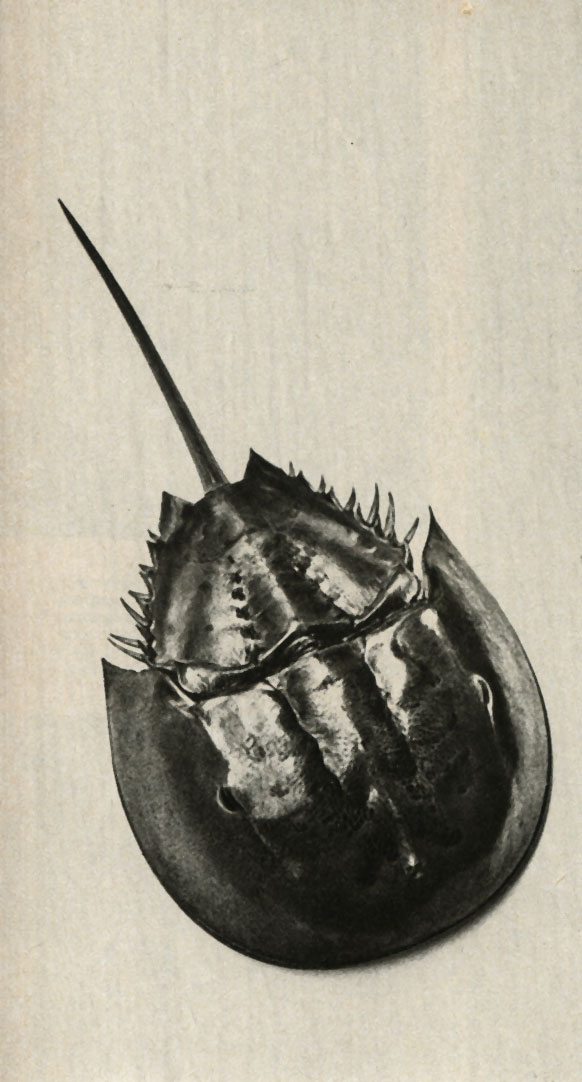   (Xiphosara polyphetnus)
