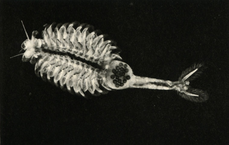  (Chirocephallus - Syphonophanas grubei),   ,  