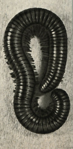   (Schizophyllum sabulosum)