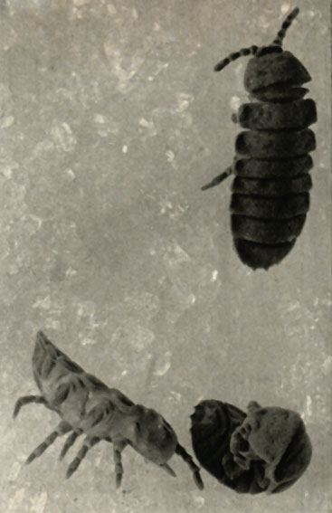 Tetrodonthophora bialiensis