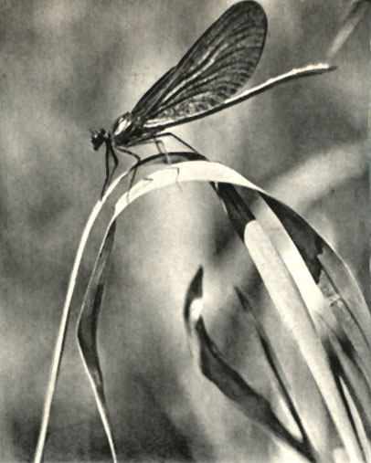 - (Calopteryx virgo)