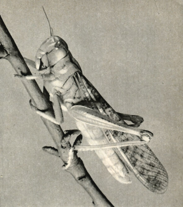   (Locusta migratoria)