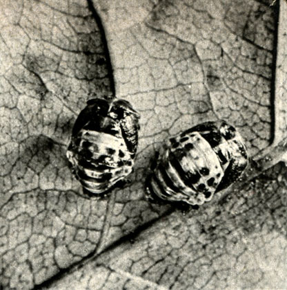   (Coccinella bipunctata)