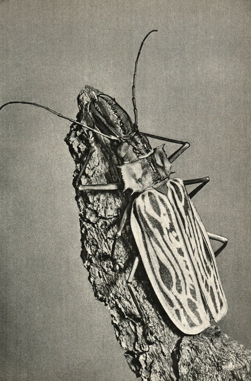  - (Macrodontia cervicornis)