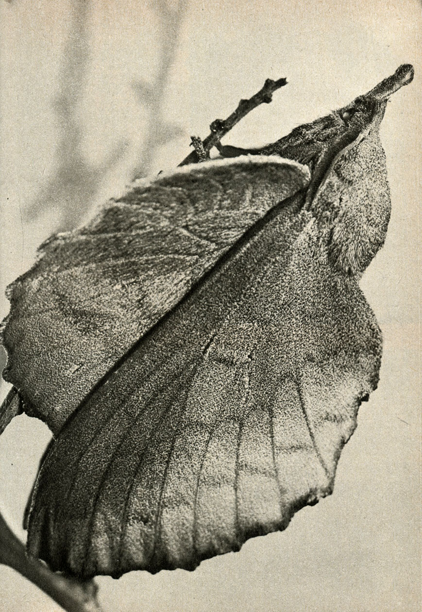    (Gastropacha quercifolia)