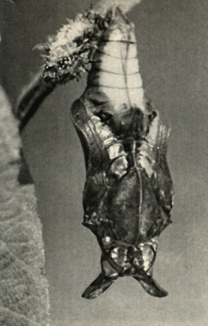   Limenitis Camilla