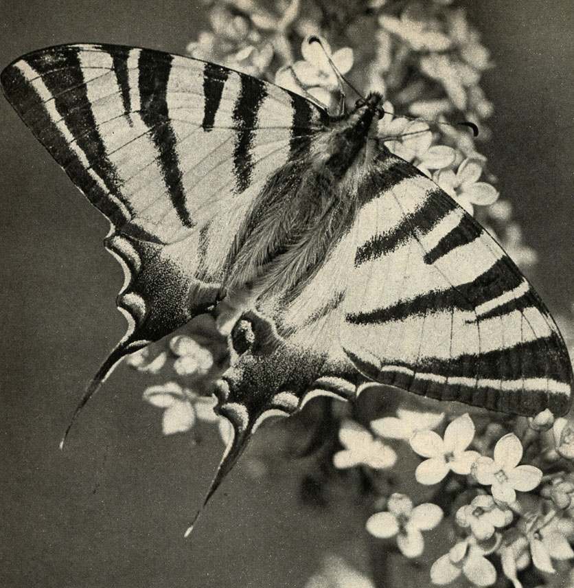  ,   (Papilio podalirius)