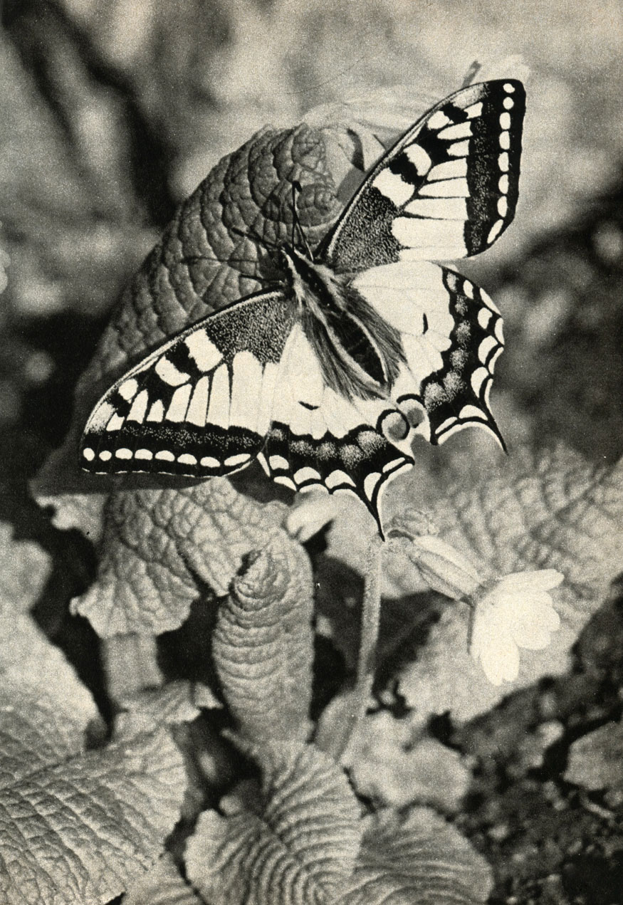   (Papilio machaon)