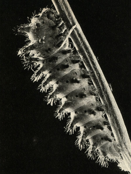  Zerynthia hypsipyle   