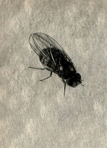   Drosophila funebris