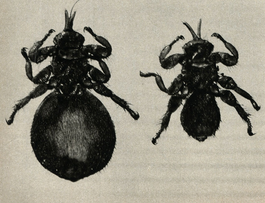      (Melophagus ovinus)