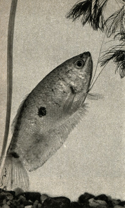   (Trichogaster trichopterus sumatranus)