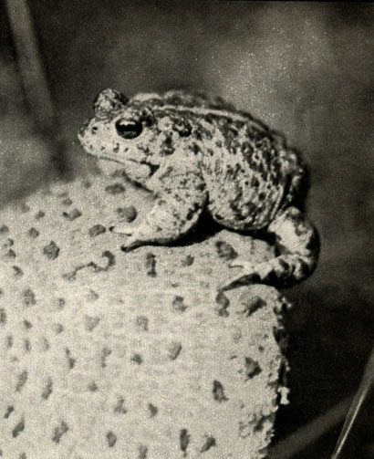 Реферат: Камышовая жаба